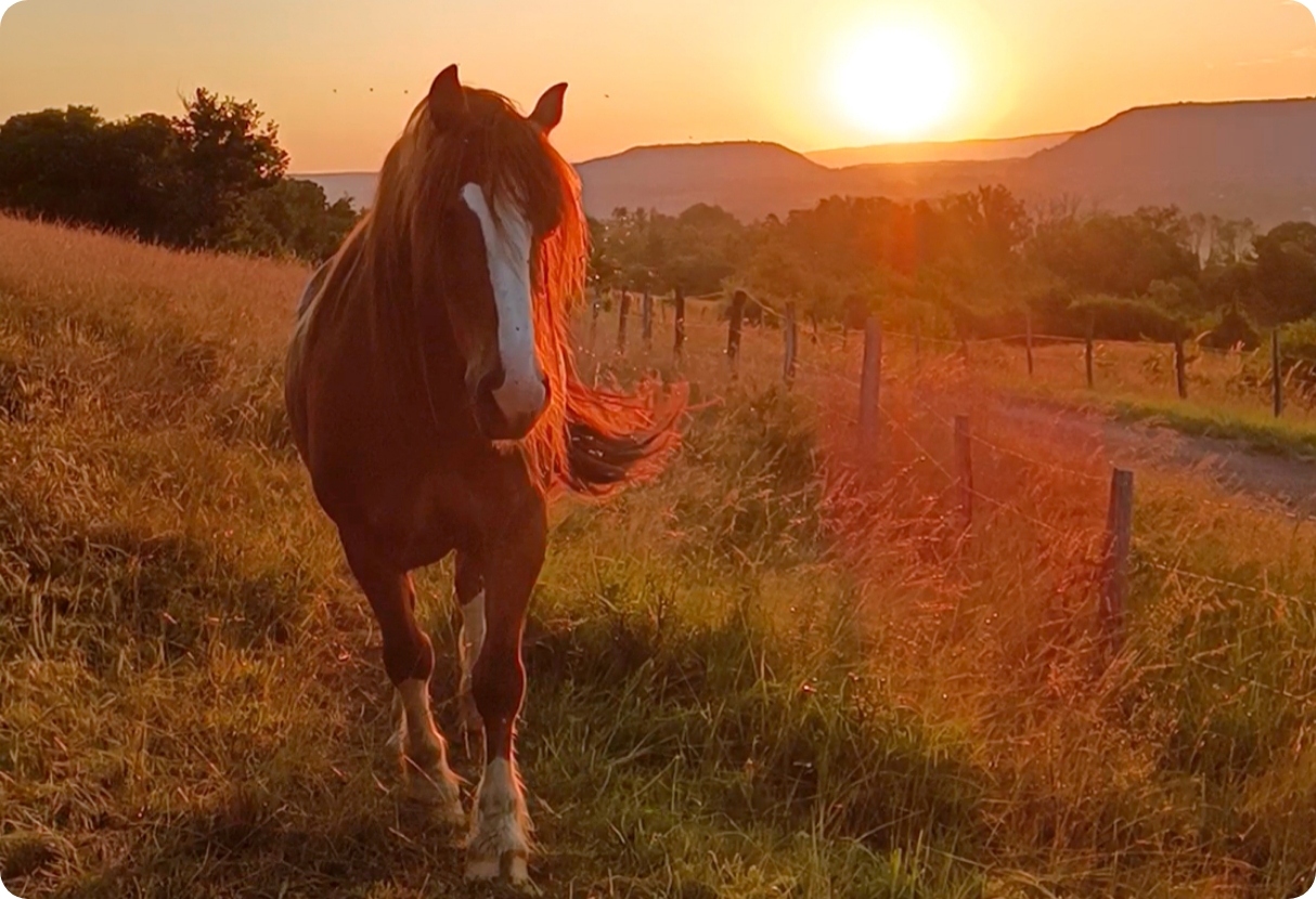 Photo d'un cheval avec un couché de soleil